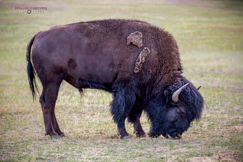 Buffalo -1wm.jpg