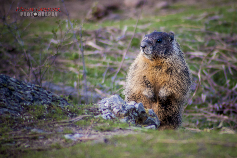 Marmot-13wm.jpg