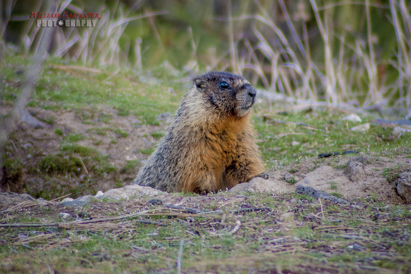 Marmot-6wm.jpg