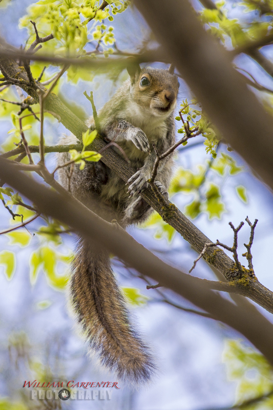 Squirrel-3wm.jpg