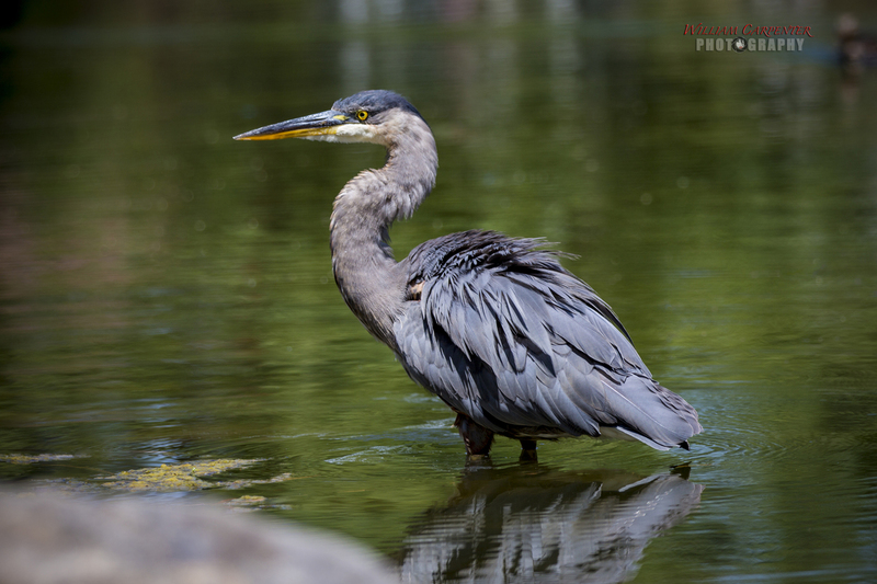 manito wildlife-15-Editwm.jpg