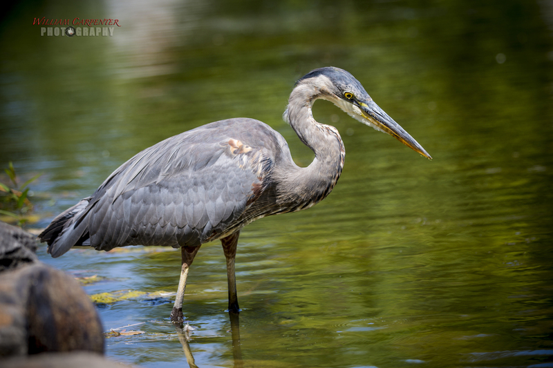 manito wildlife-40-Editwm.jpg