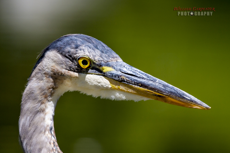 manito wildlife-47-Editwm.jpg