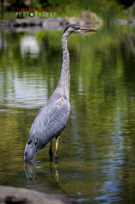 manito wildlife-55-Editwm.jpg