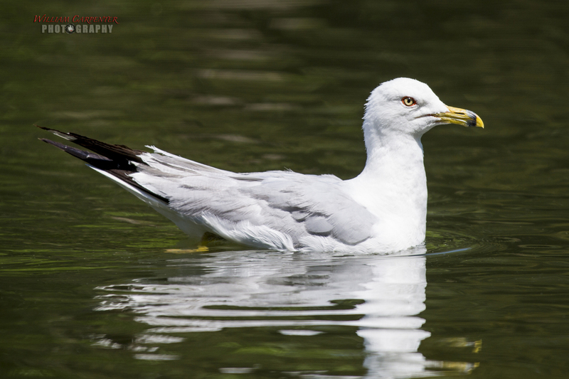 manito wildlife-70-Editwm.jpg