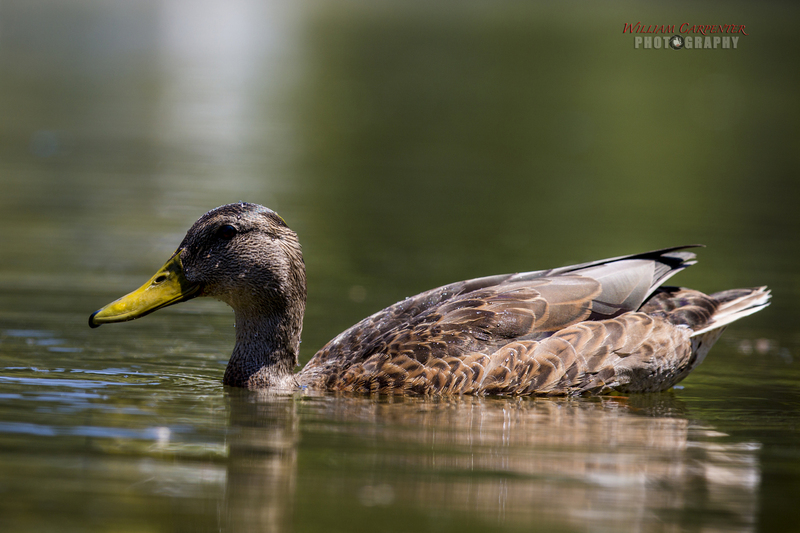 manito wildlife-75-Editwm.jpg