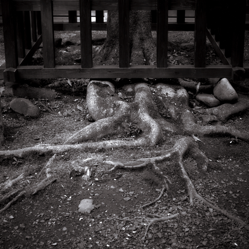 01 - Sacred Trees (Cryptomeria Japonica) - Amanoiwato Shrine - Japan.jpg