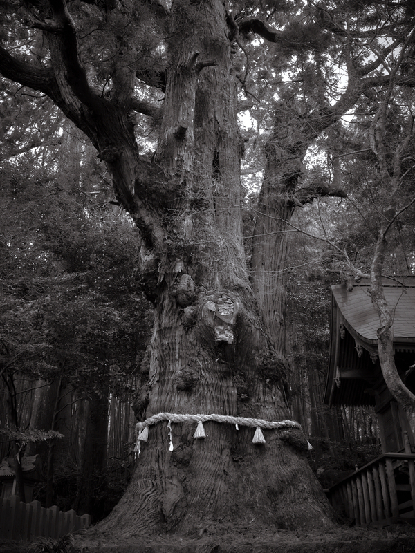 01 - Sacred Trees (Cryptomeria Japonica) - Japan.jpg