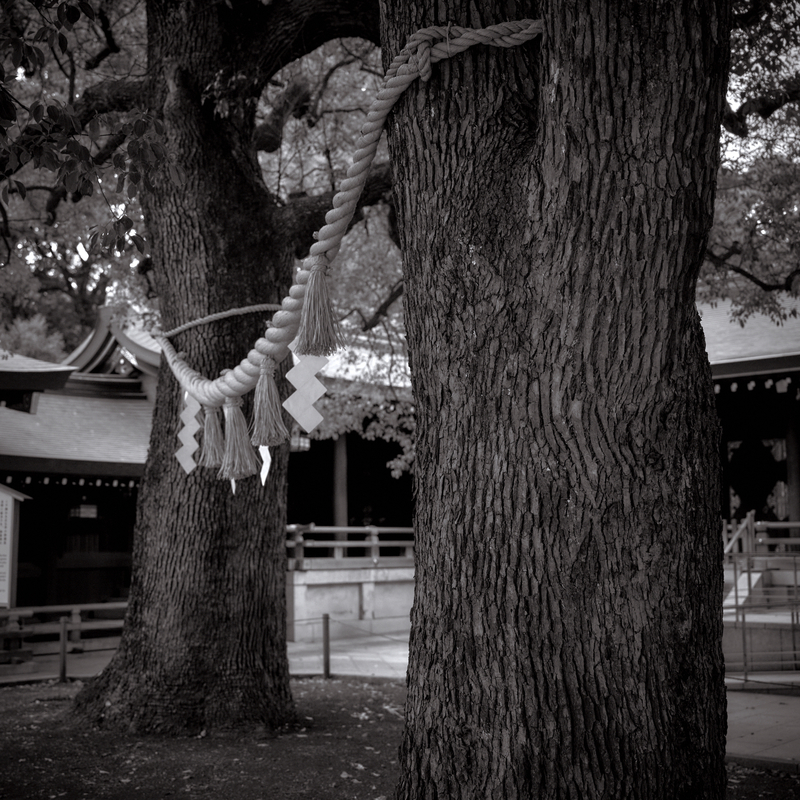 01 - Sacred Trees (Cryptomeria Japonica) - Meiji Jingu - Japan.jpg