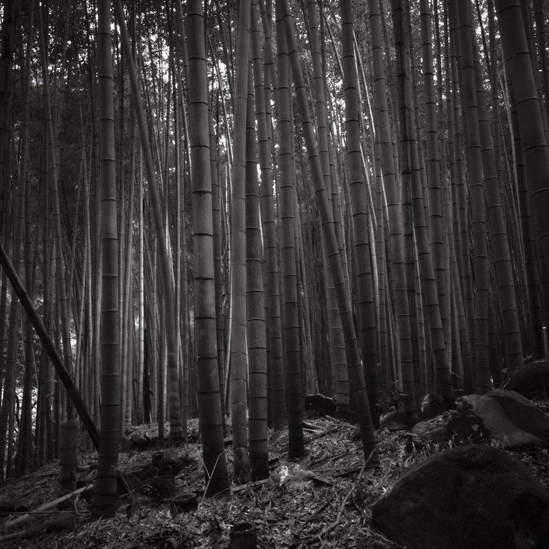02 - Bamboo Forest - Japan.jpg