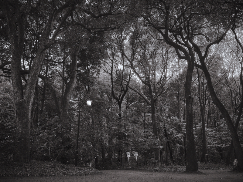 02 - Into the Woods - Meiji Jingu - Japan.jpg