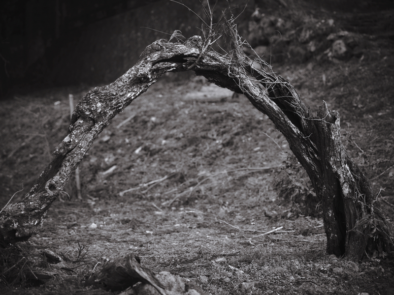 02 - Tethered Tree - Japan.jpg