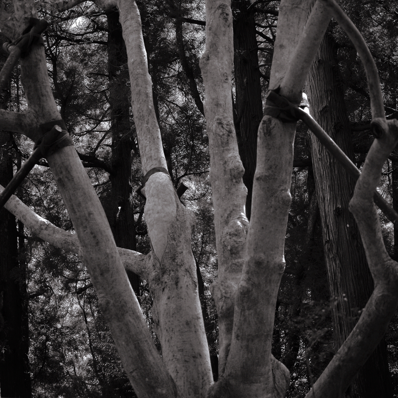 02 - Tree Training - Japan.jpg