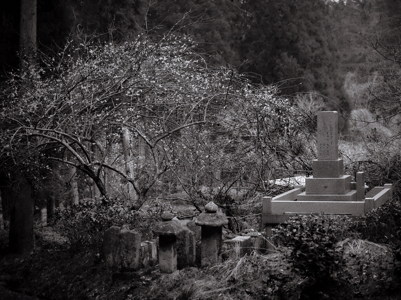 06 - Family Plot 02 - Japan.jpg