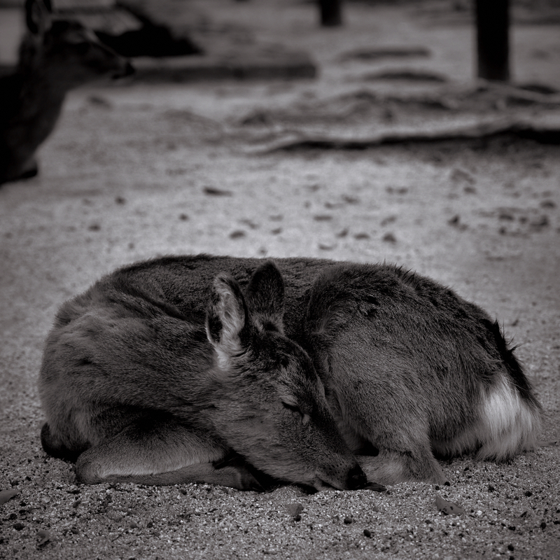 08 - Wild Deer of Miyajima Island - Itsukushima Shrine - Japan.jpg