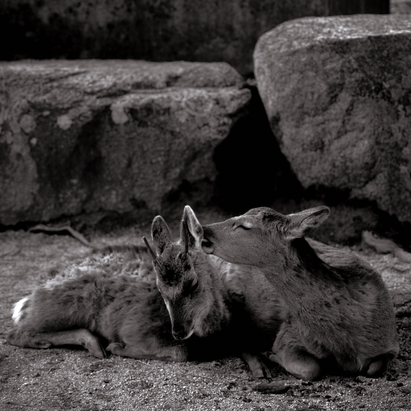 08 - Wild Deer of Miyajima Island 2 - Itsukushima Shrine - Japan.jpg