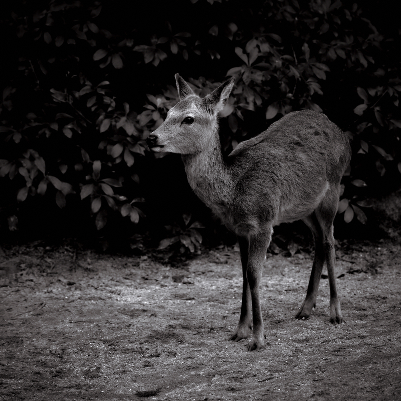 08 - Wild Deer of Miyajima Island 3 - Itsukushima Shrine - Japan.jpg