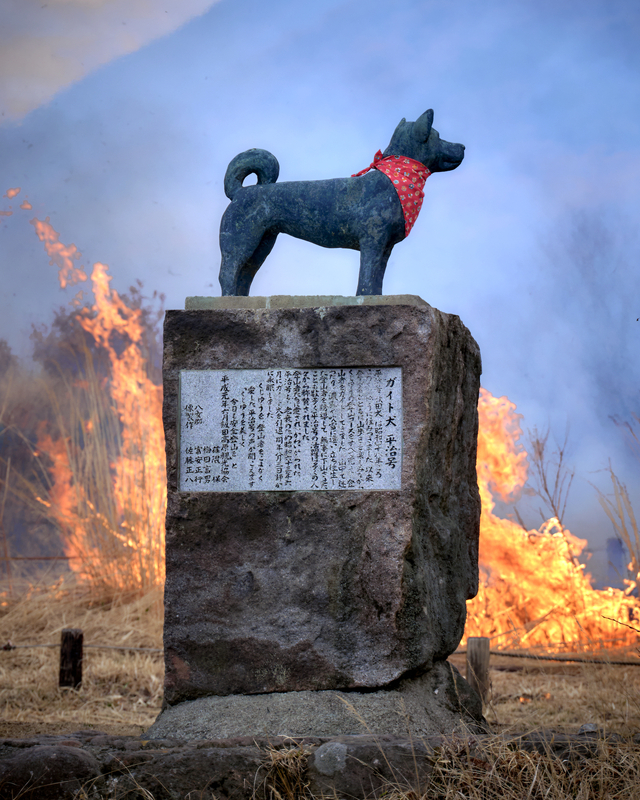 10 - Animals - Heiji - Japan.jpg