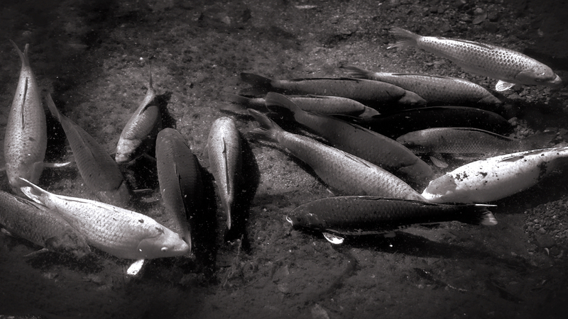10 - Animals - Koi at Takachiho Gorge - Japan.jpg