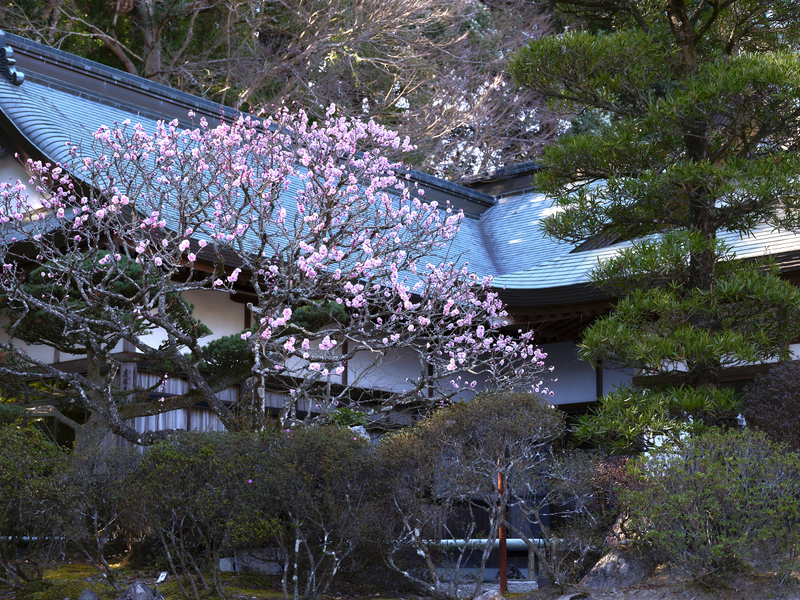 11 - Private Residence 04 - Japan.jpg