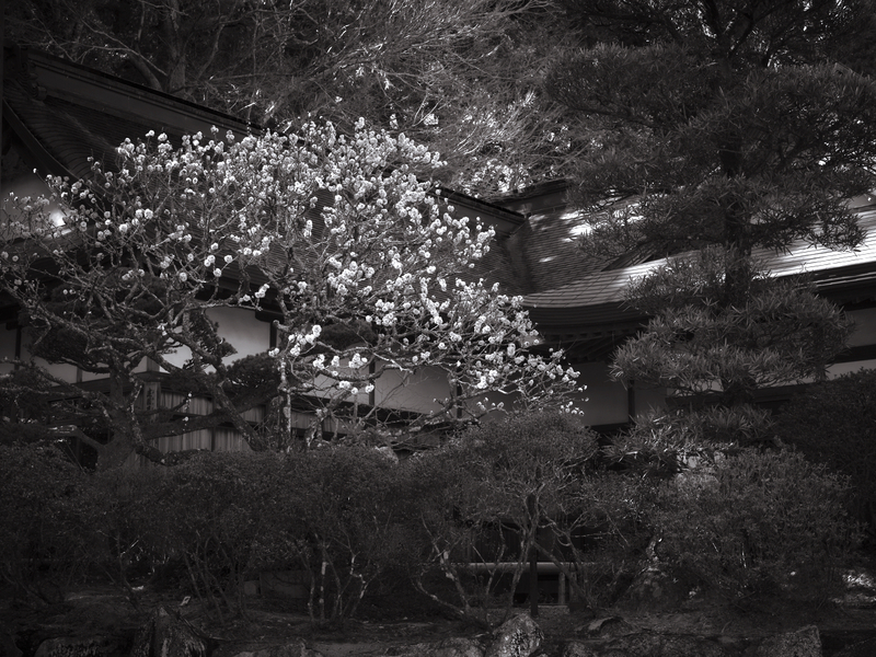 11 - Private Residence 05 - Japan.jpg