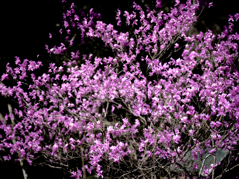 DSCF8459.jpg