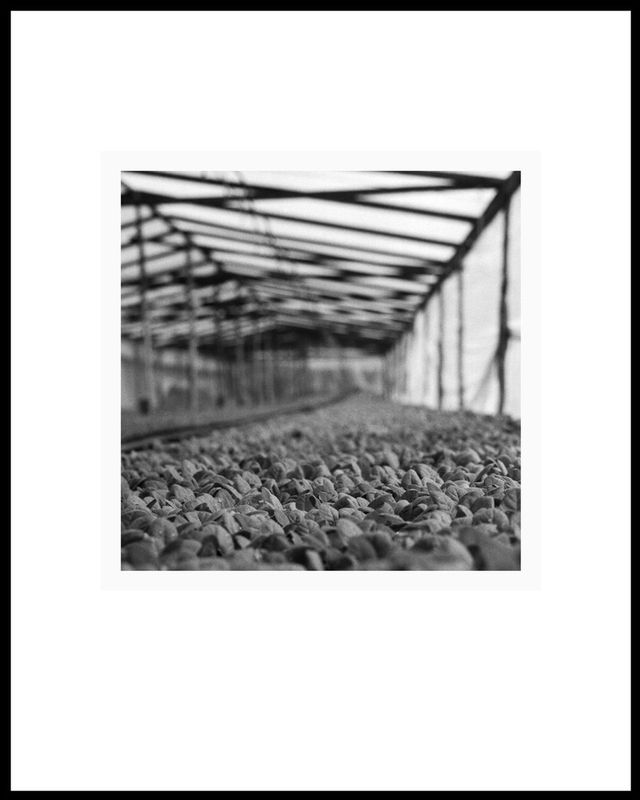 seedlings.jpg
