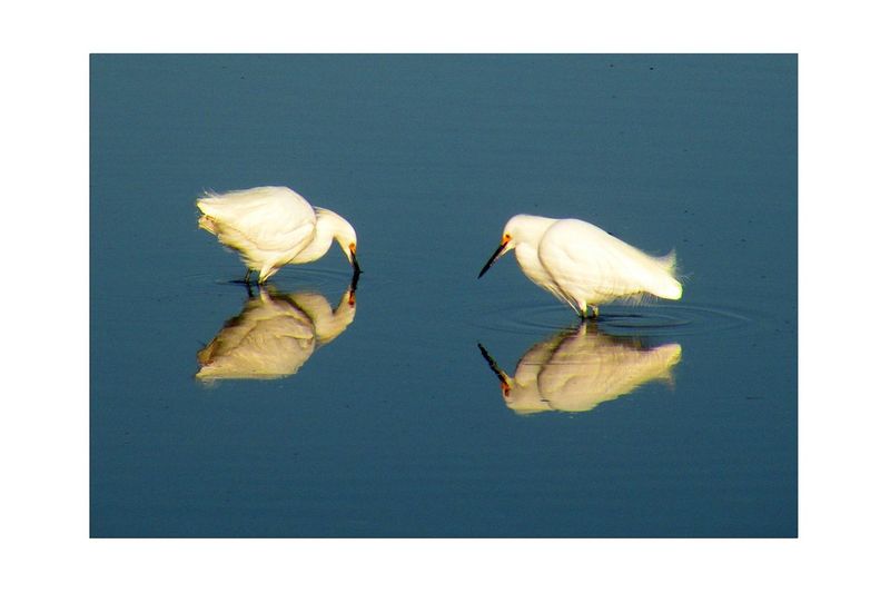 2 Snowy Egrets.jpg