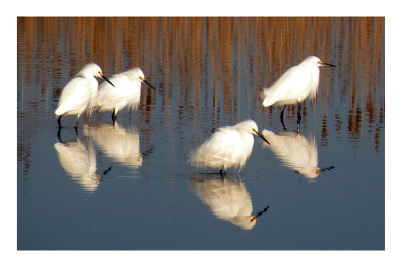 4 Snowy Egrets.jpg