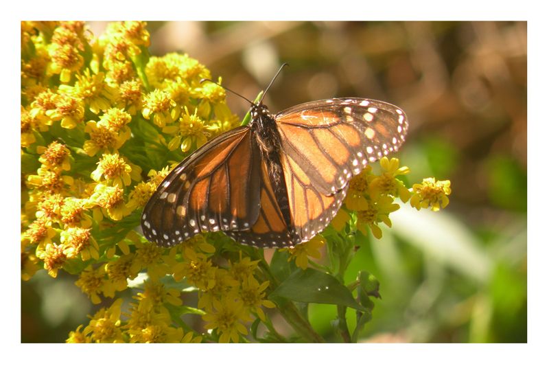 Butterfly at RWSB.jpg
