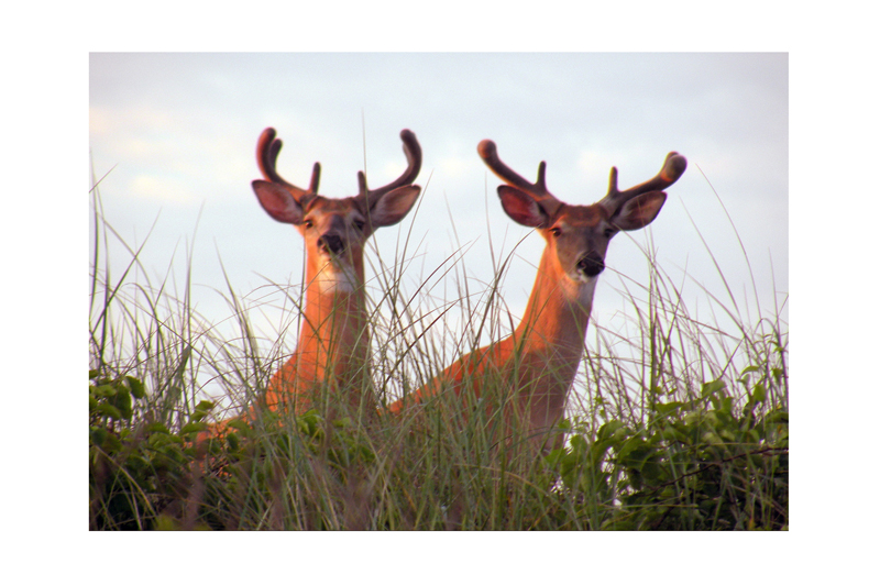 Deer in the Dunes.jpg