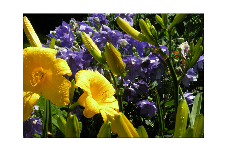 Double balloon flowers.jpg