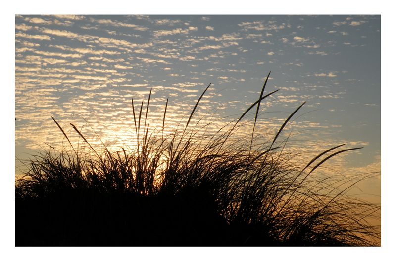 Dune Grass.jpg