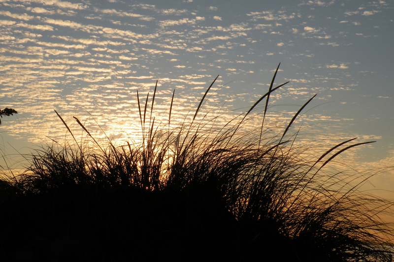 DuneGrass_DSCN4312.jpg :: Dune Grass