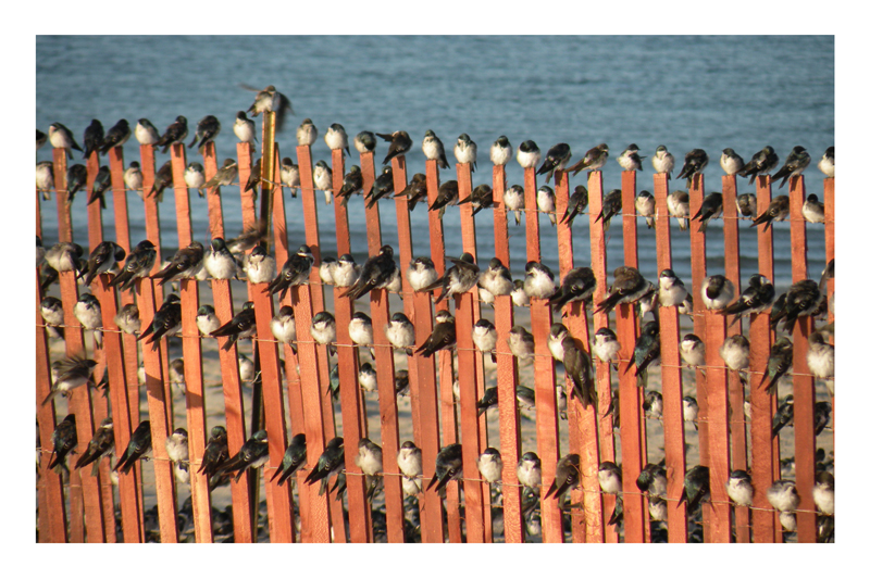 For the Birds.jpg