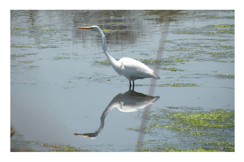 Great Egret.jpg
