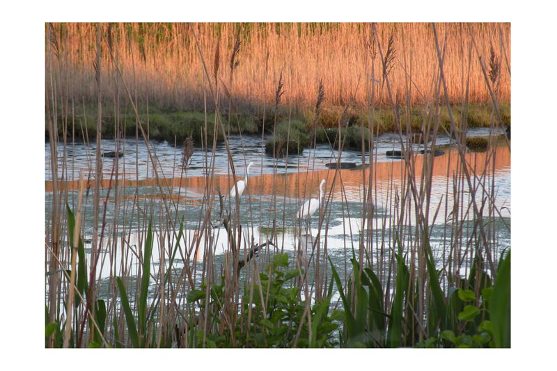 Great Egrets at Sunrise.jpg