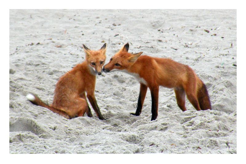 Kiss Me.jpg