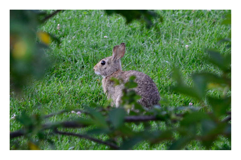 Rabbit.jpg
