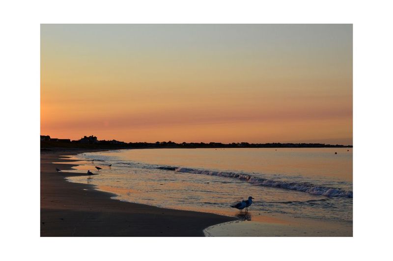 Two Gulls.jpg