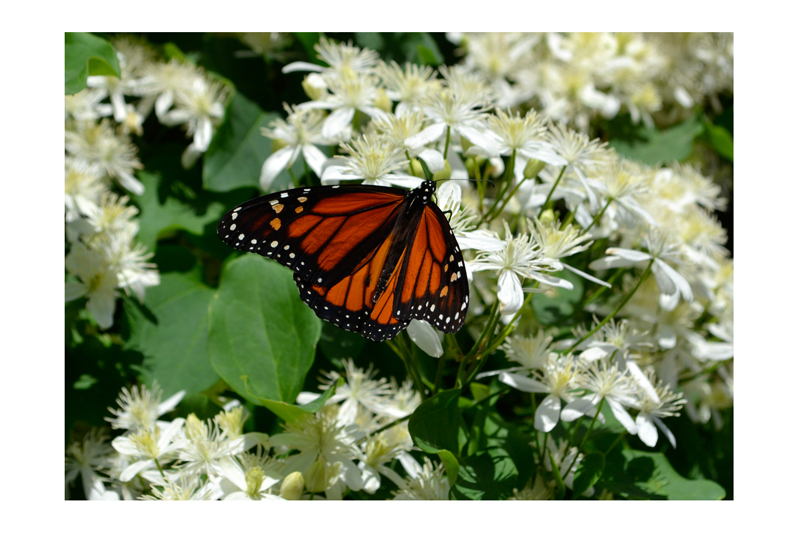 Watch Hill Butterfly.jpg