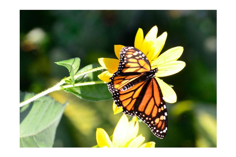 Zellas Butterfly.jpg