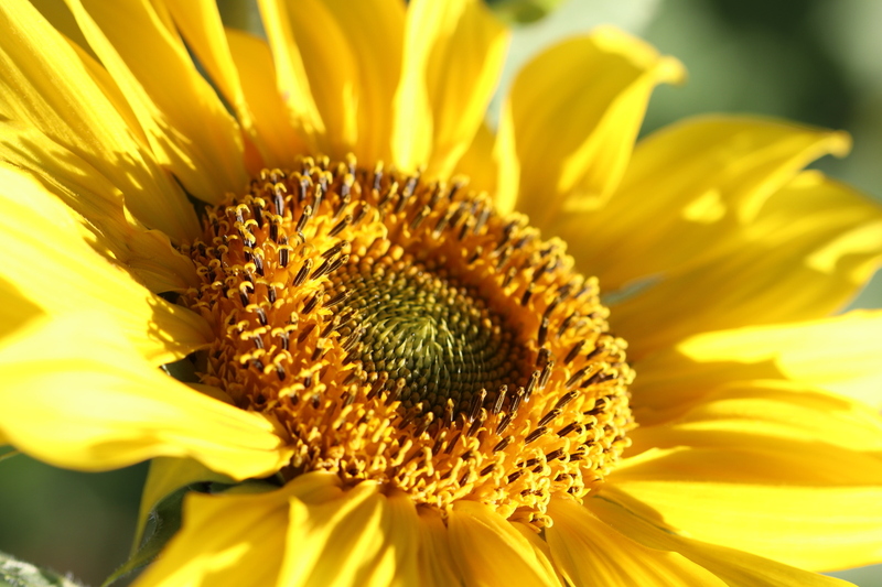 Bee Haven.jpg