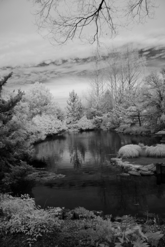 Peaceful Pond.jpg