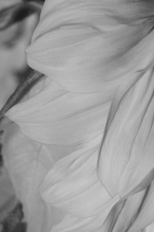 Resting Ray Flowers.jpg