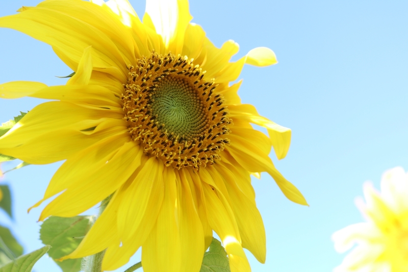 Sun Shinny Day.jpg