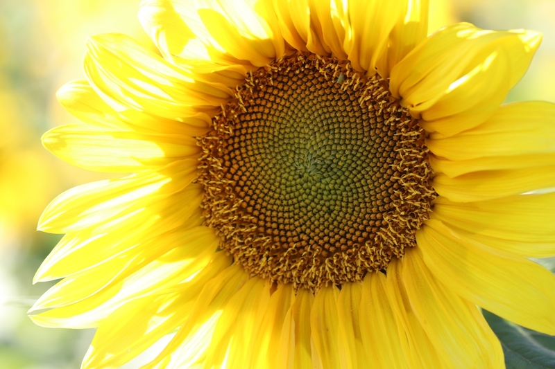 Sun Spiral.jpg