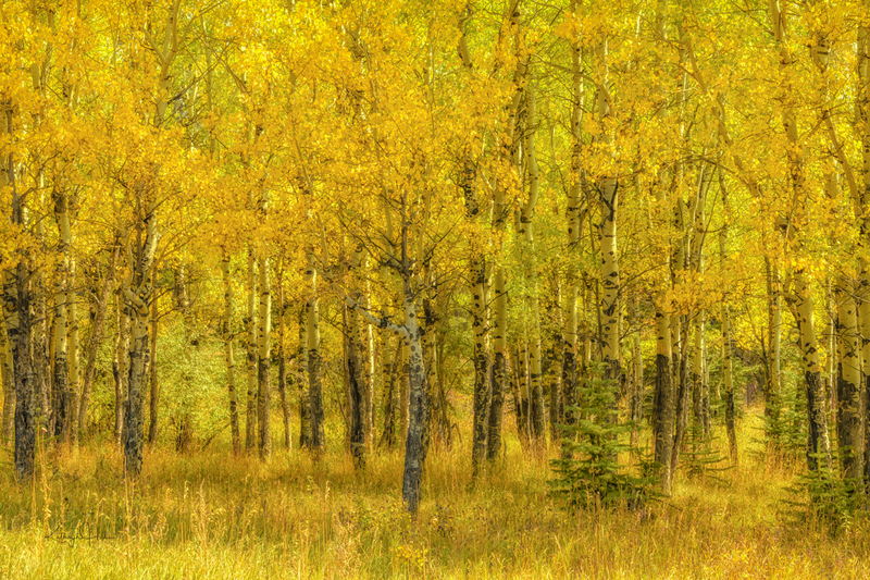 Autumn Magic.jpg :: Autumn Magic
