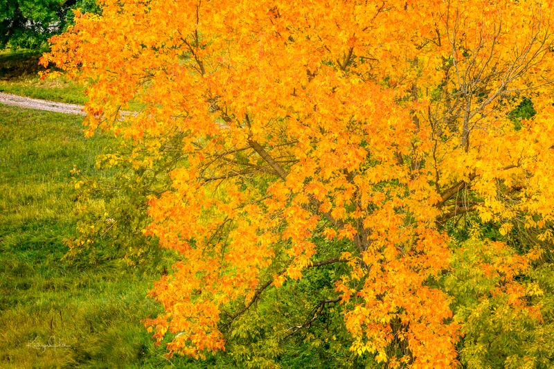 Autumn Prime Dirt Road(1).jpg :: Autumn Prime Dirt Road