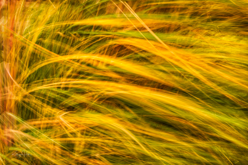 Blowing Pampas.jpg :: Tall, gorgeous, autumn Pampas grasses blow in a stiff, fall breeze to create a blurred, abstract effect.
